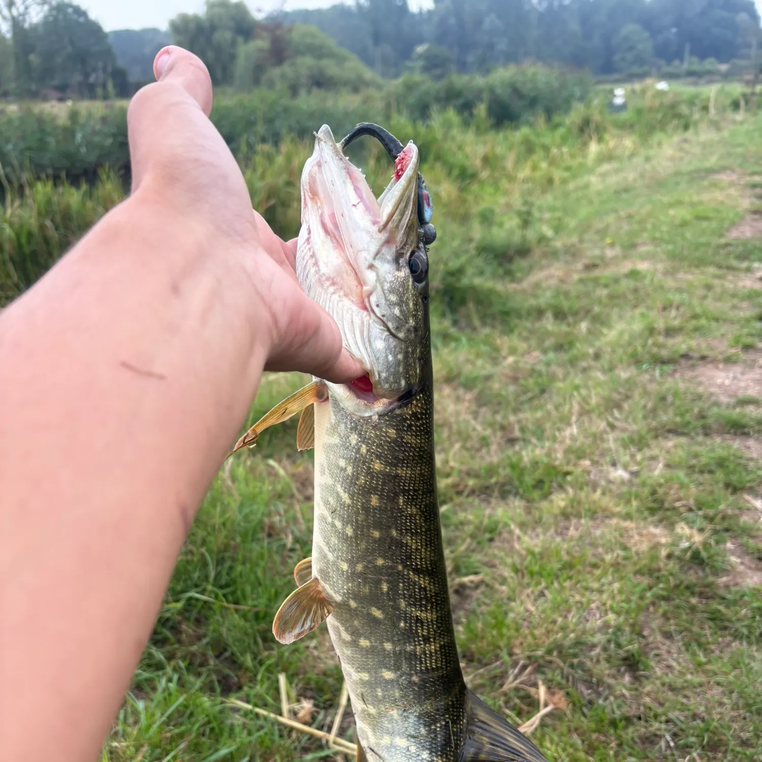 Northern pike caught on Fishbrain