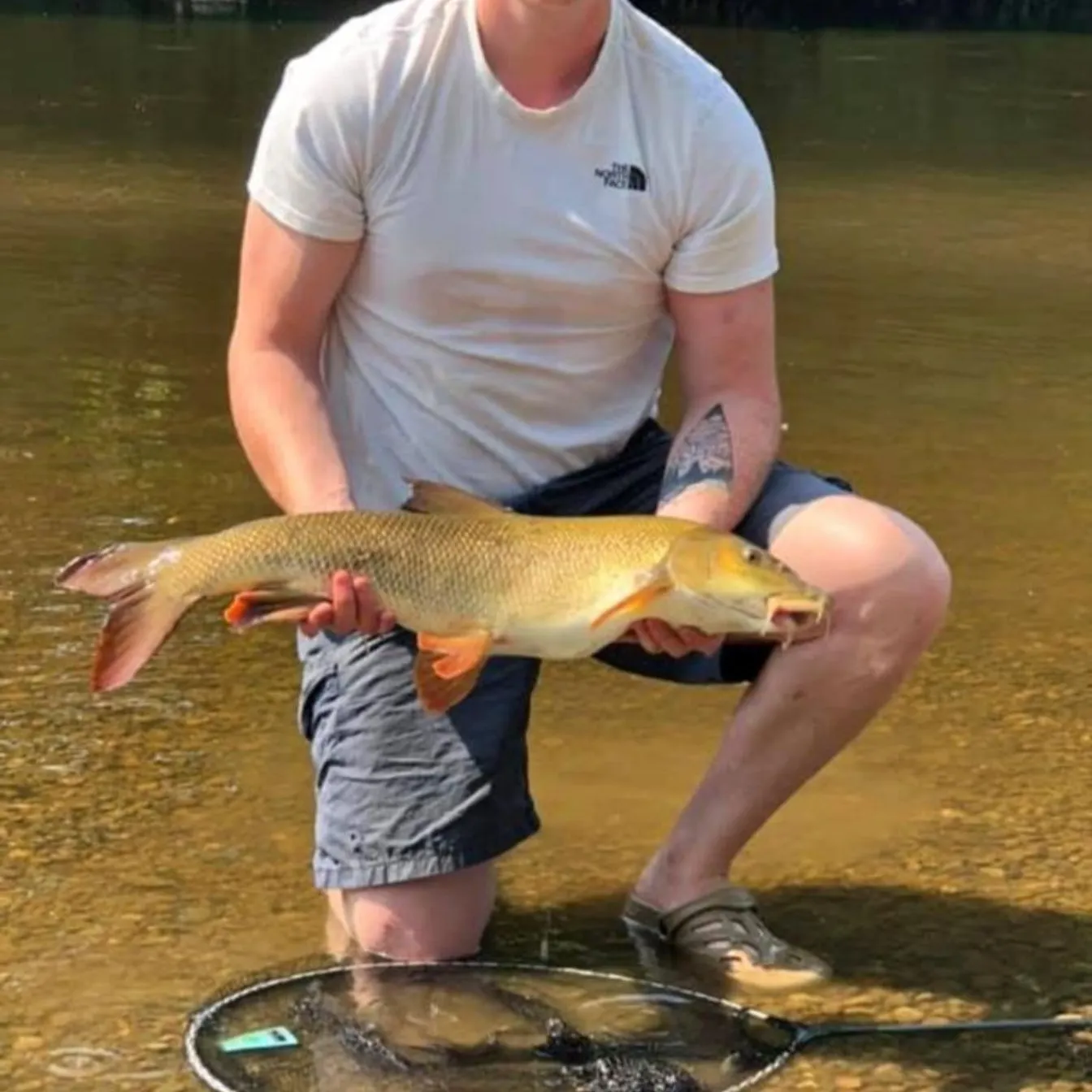 The most recent Common barbel catches on Fishbrain