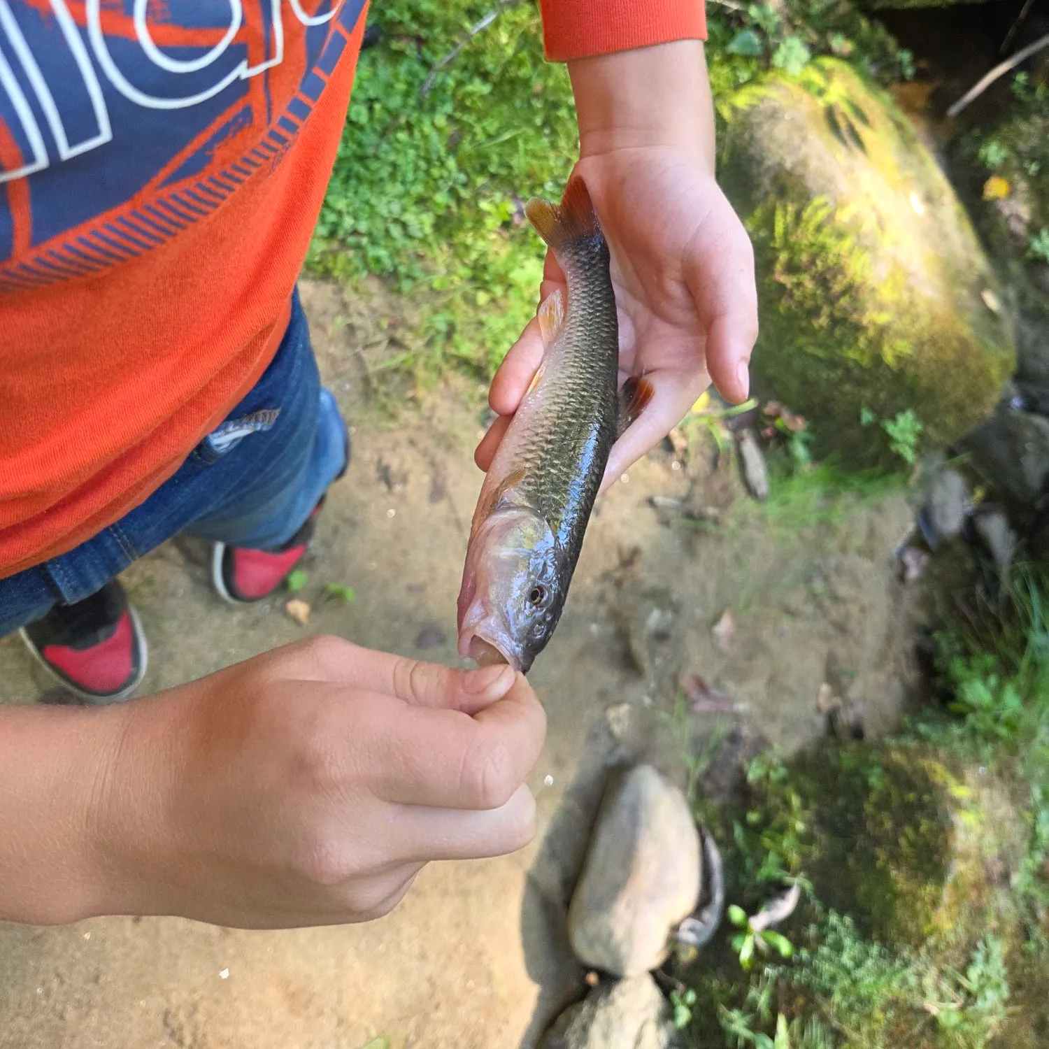 The most recent Bull chub catches on Fishbrain