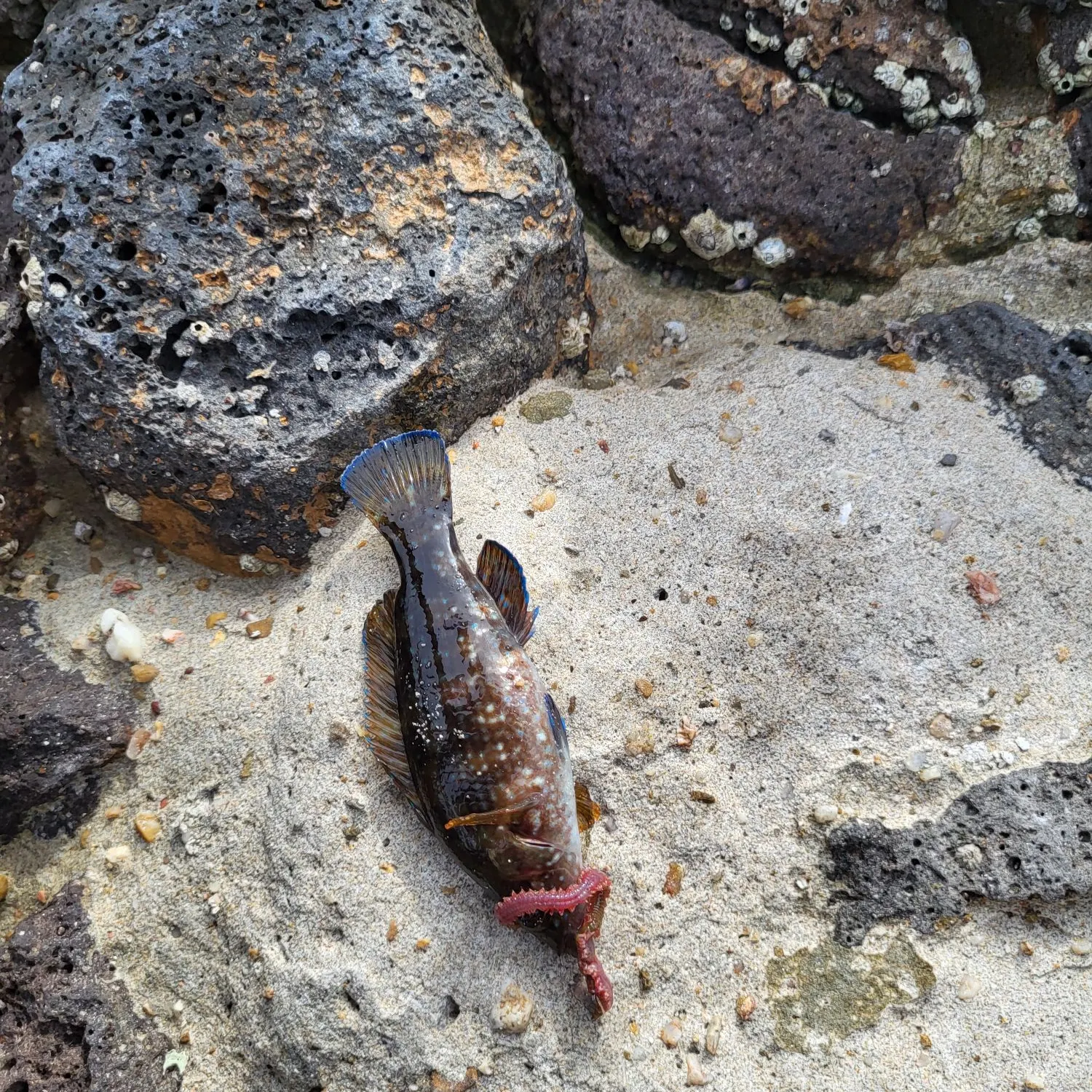 The most recent Rock cook catches on Fishbrain