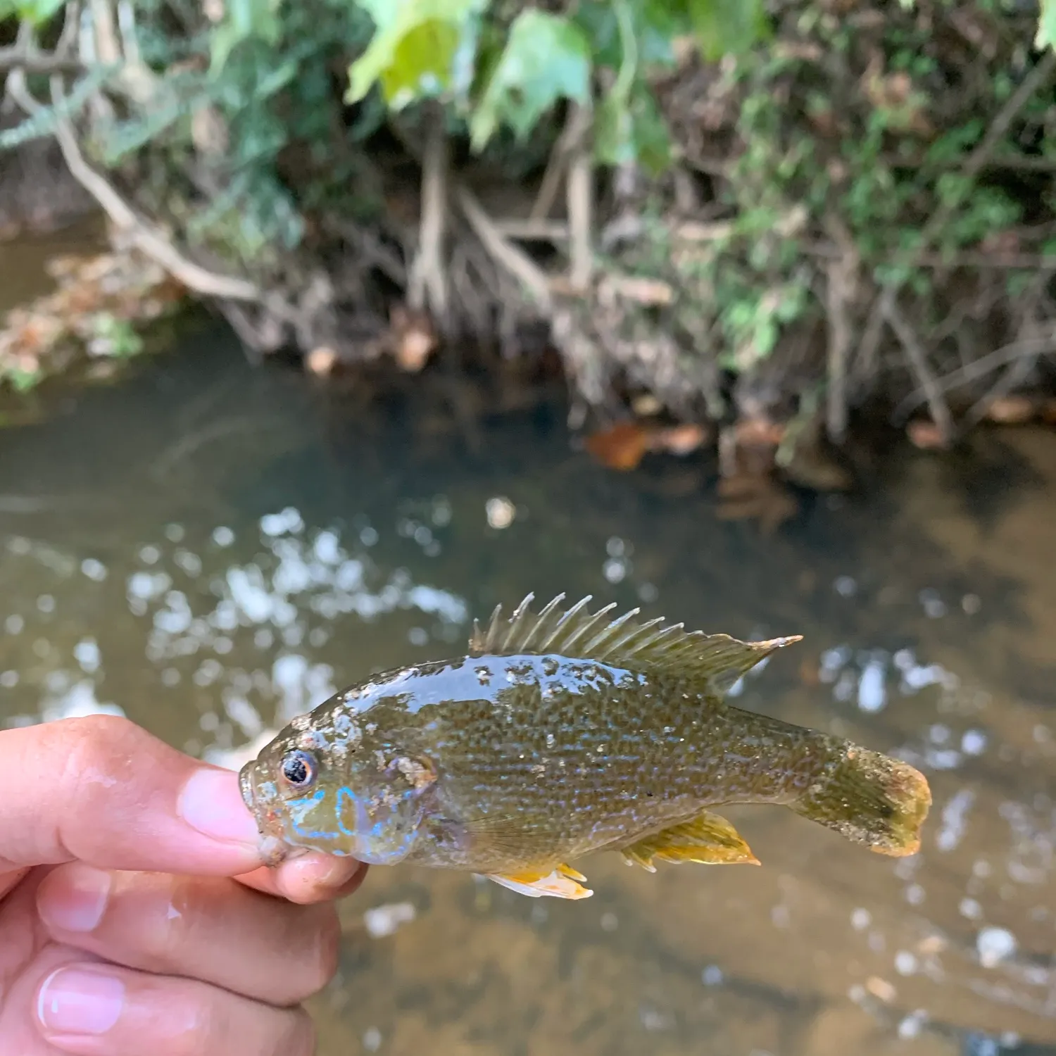 Green sunfish caught on Fishbrain
