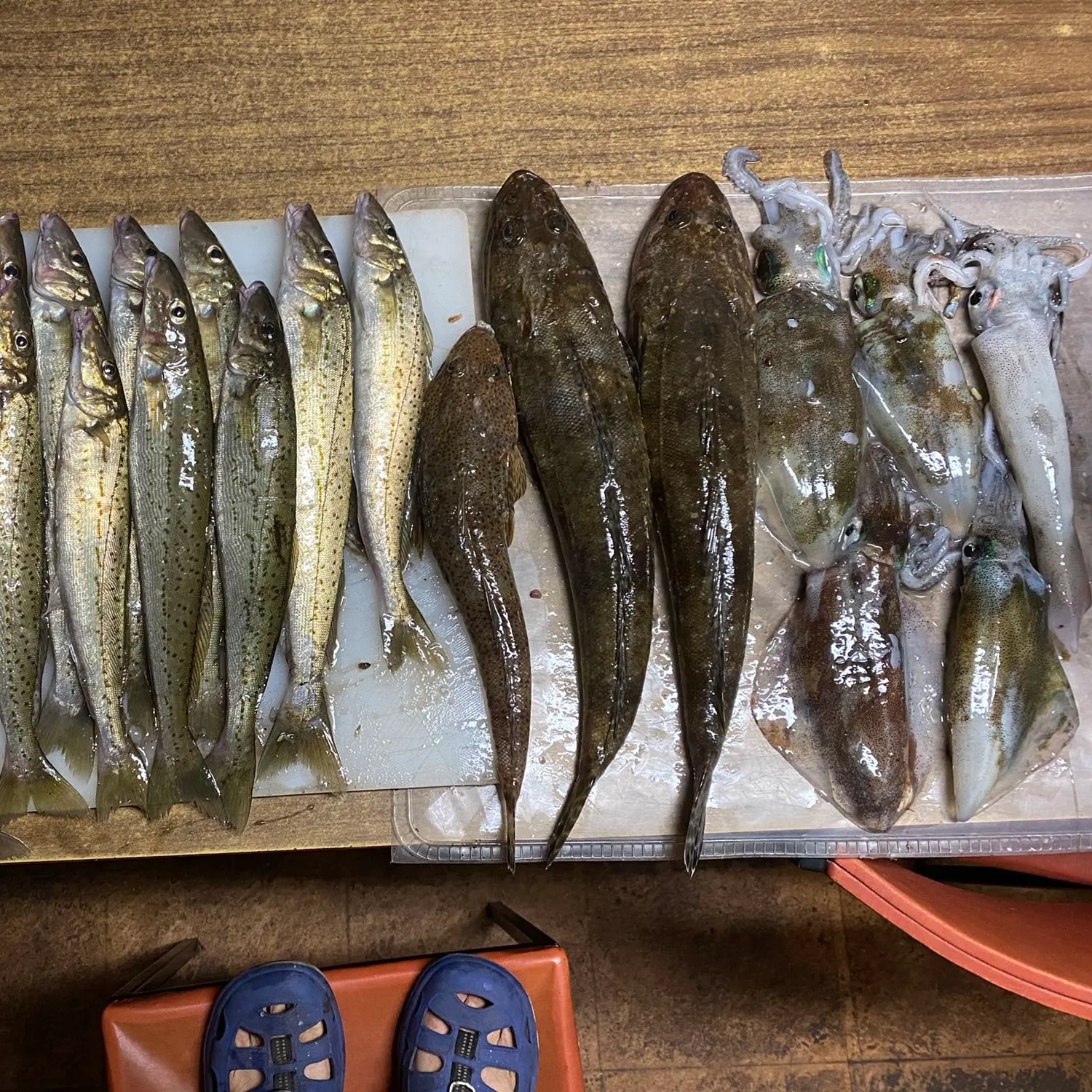 recently logged catches