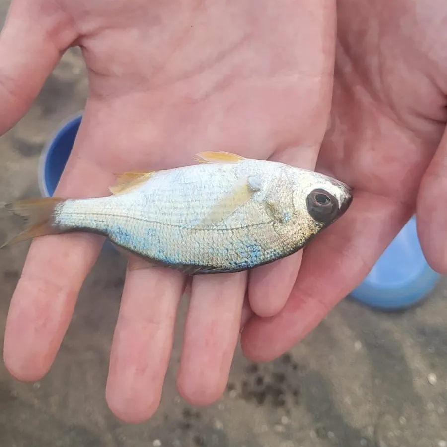 The most recent Common pandora catches on Fishbrain
