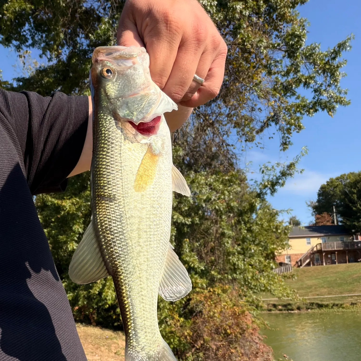 Largemouth bass caught on Fishbrain