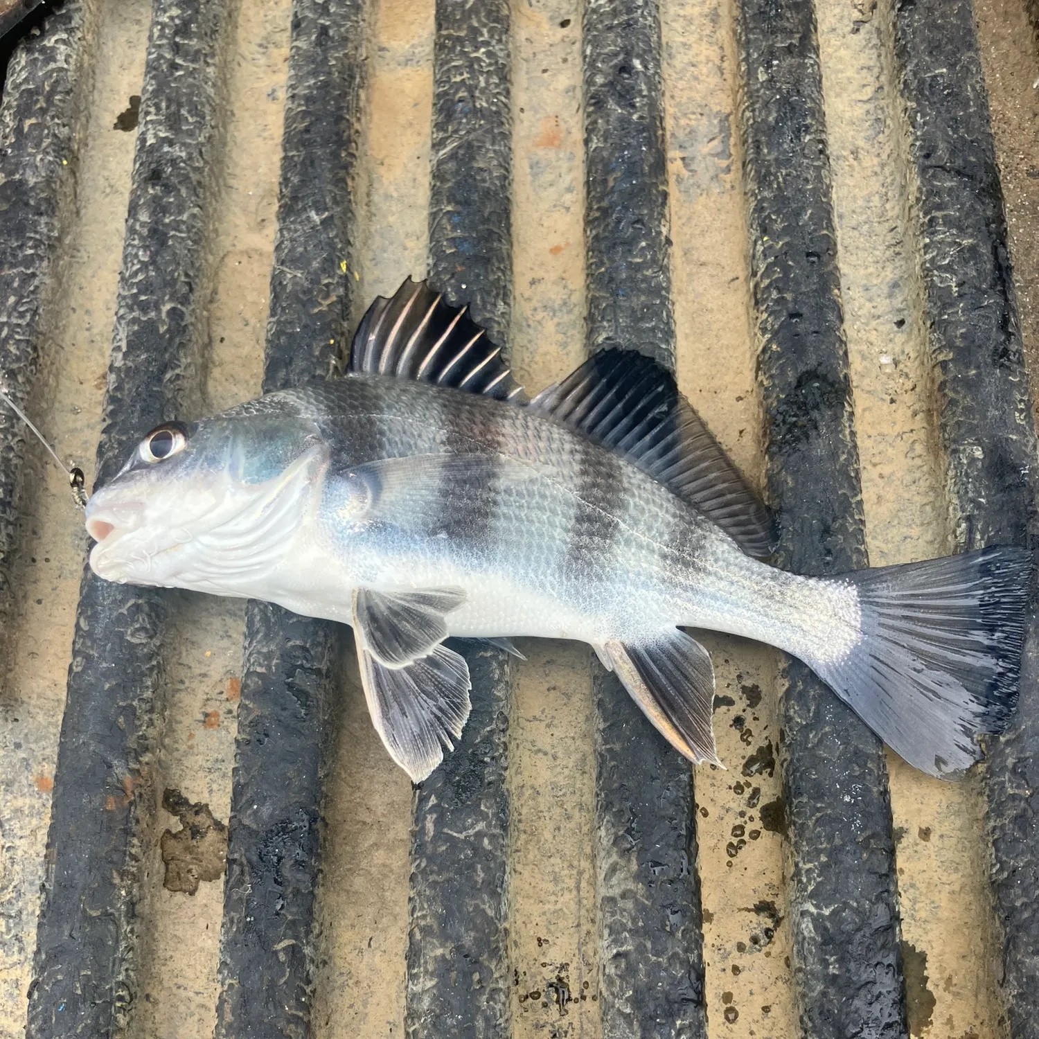 Fish caught on Fishbrain