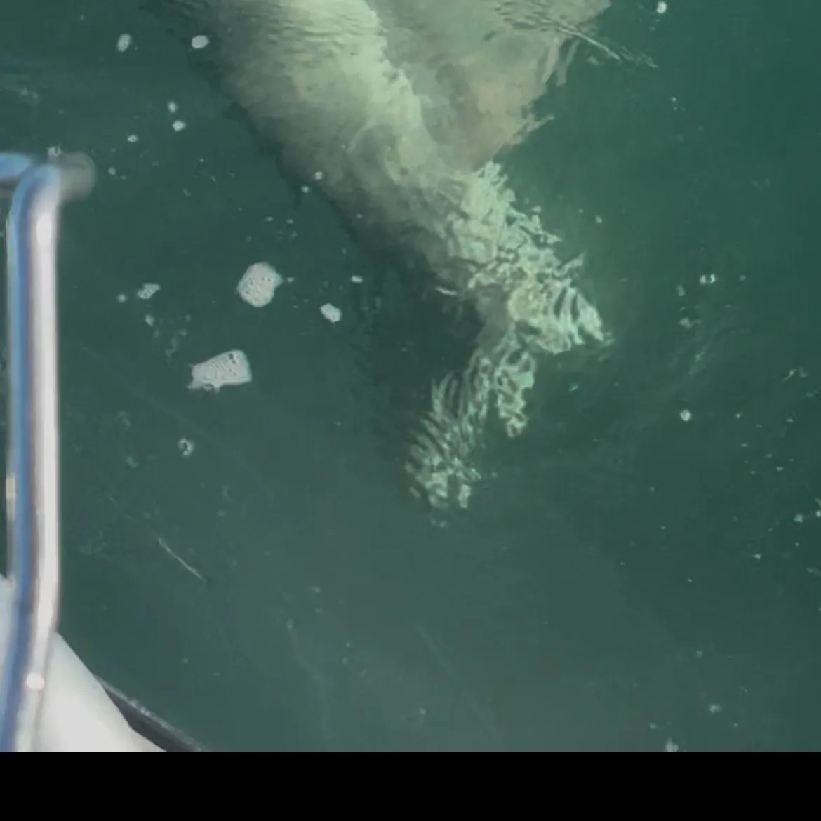 The most recent Broadnose sevengill shark catches on Fishbrain