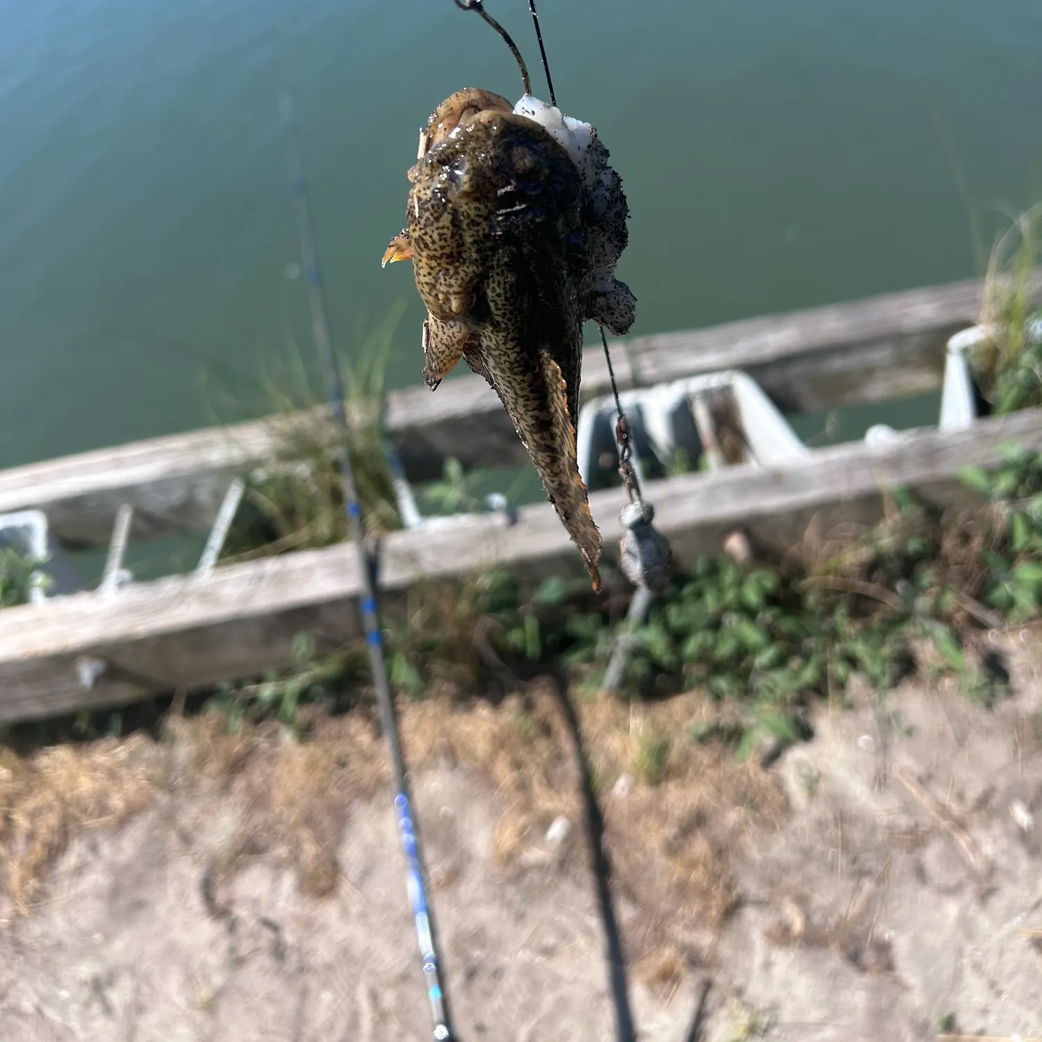 The most recent Oyster toadfish catches on Fishbrain