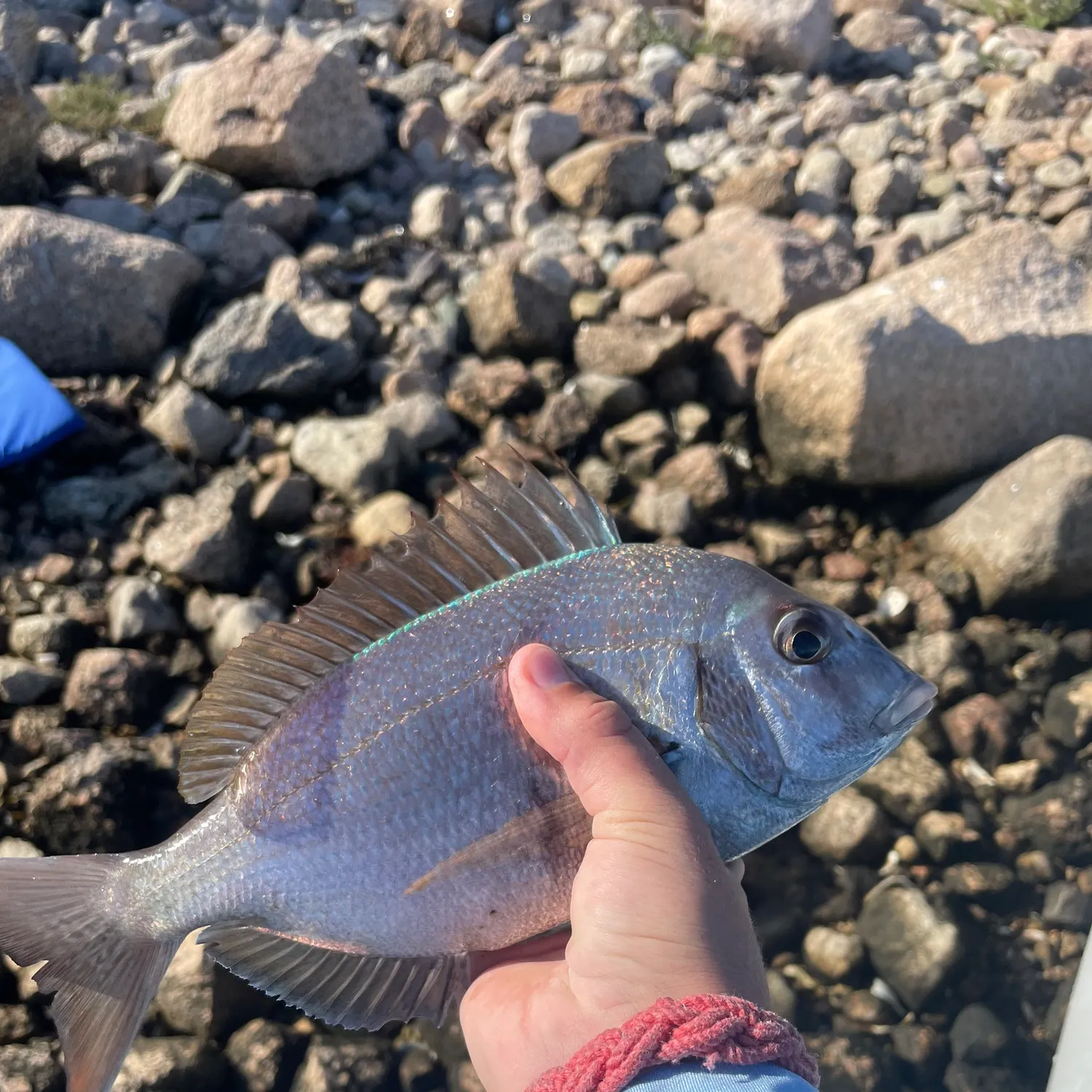 Scup caught on Fishbrain