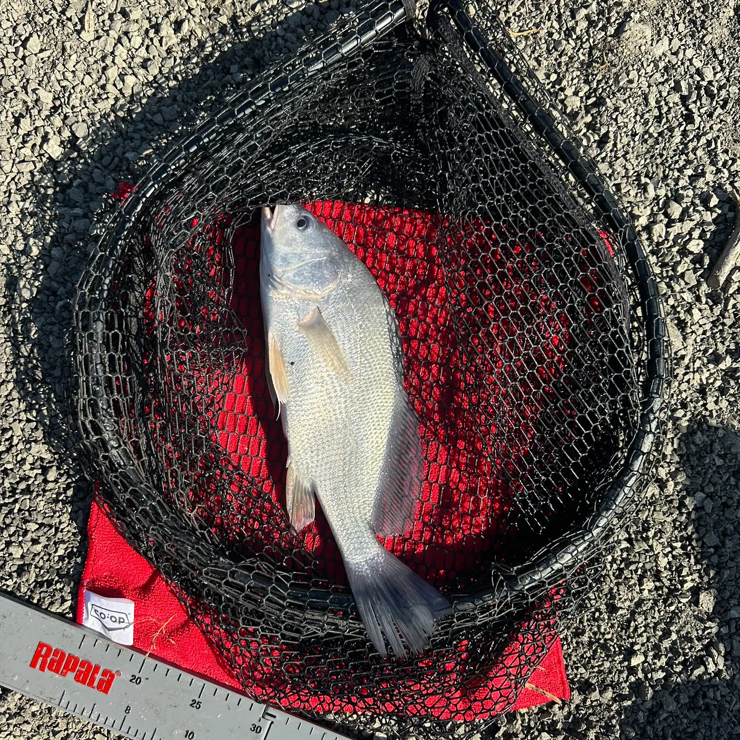 Freshwater drum caught on Fishbrain