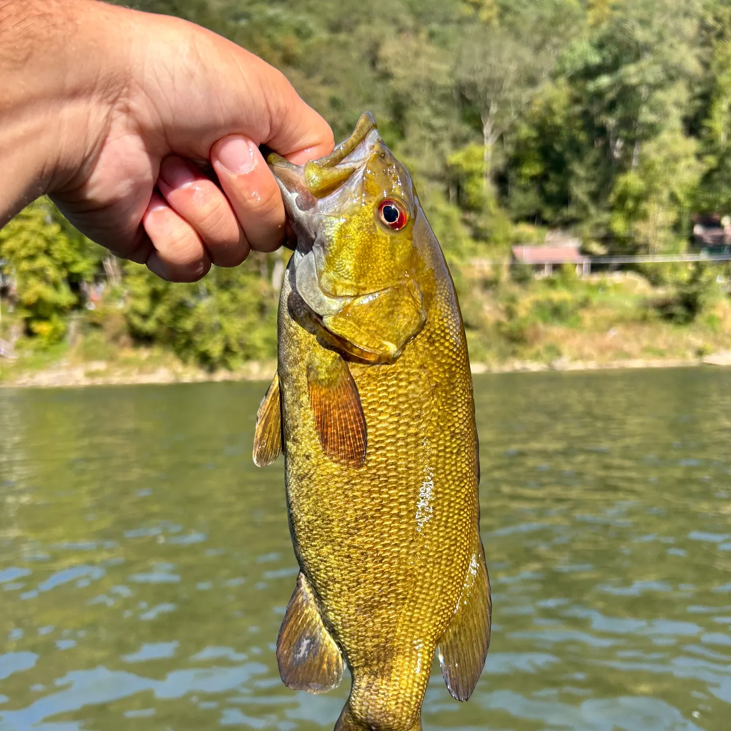 The most recent Smallmouth bass catches on Fishbrain