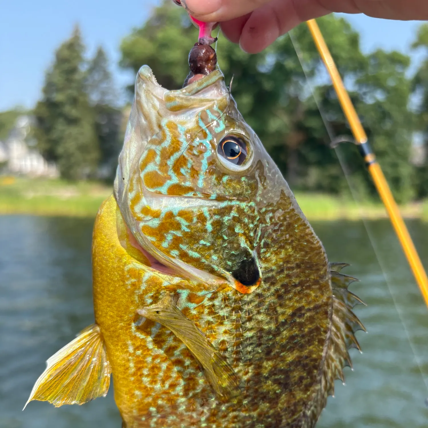 The most recent Pumpkinseed x green sunfish catches on Fishbrain