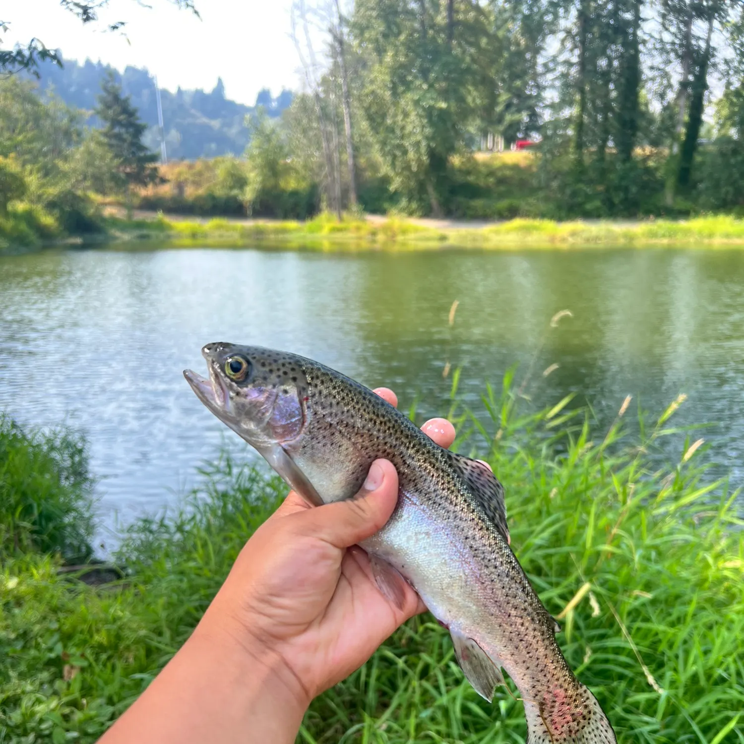 Rainbow trout caught on Fishbrain
