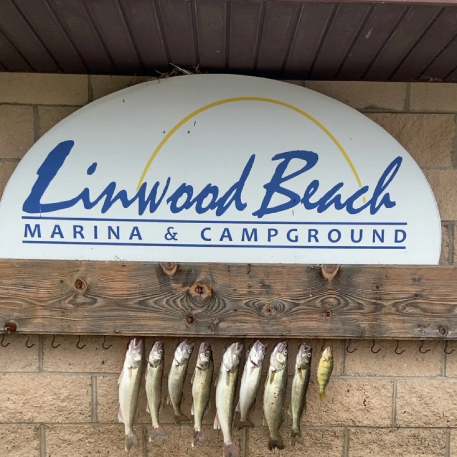 The most recent Walleye catches on Fishbrain