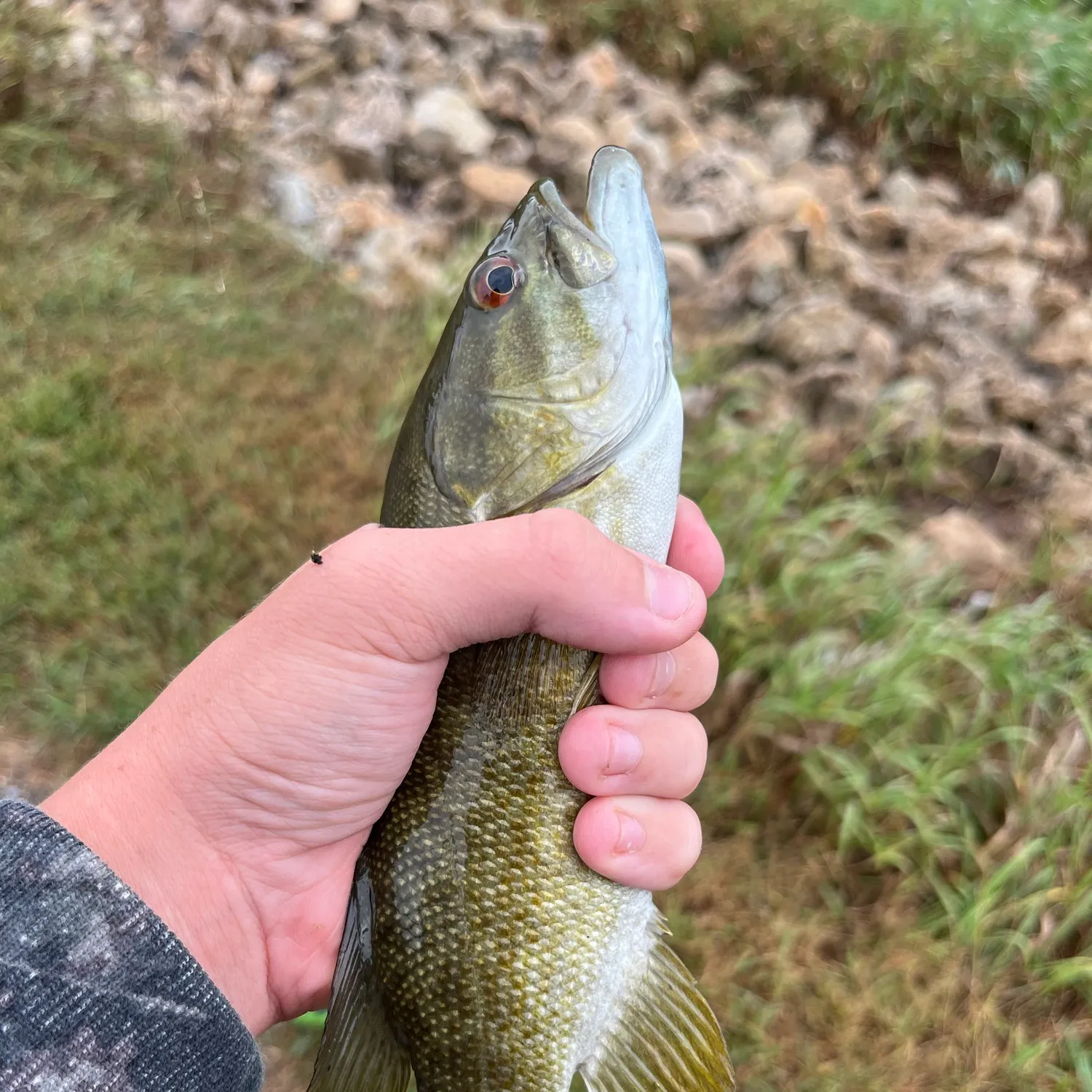 Smallmouth bass caught on Fishbrain