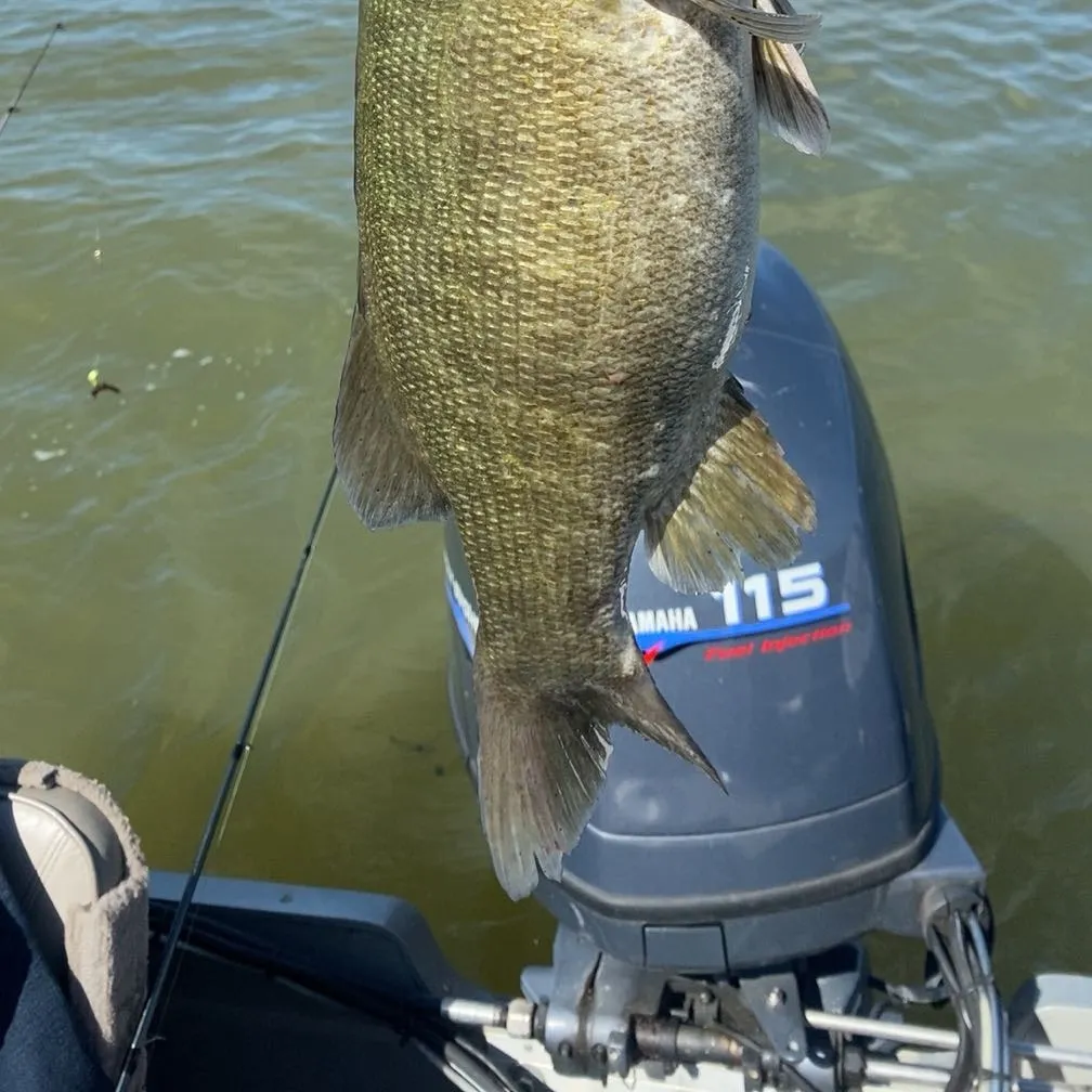 Smallmouth bass caught on Fishbrain