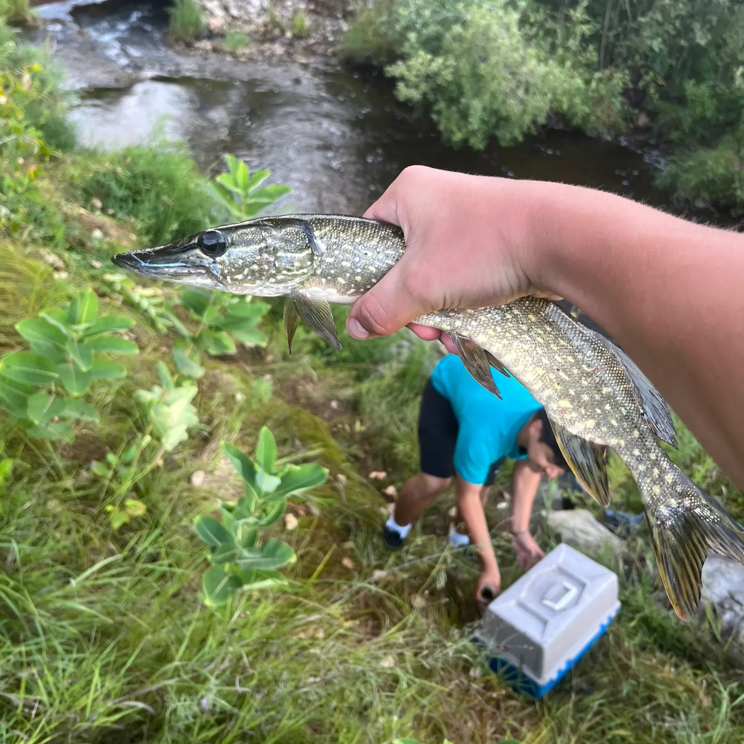 Northern pike caught on Fishbrain
