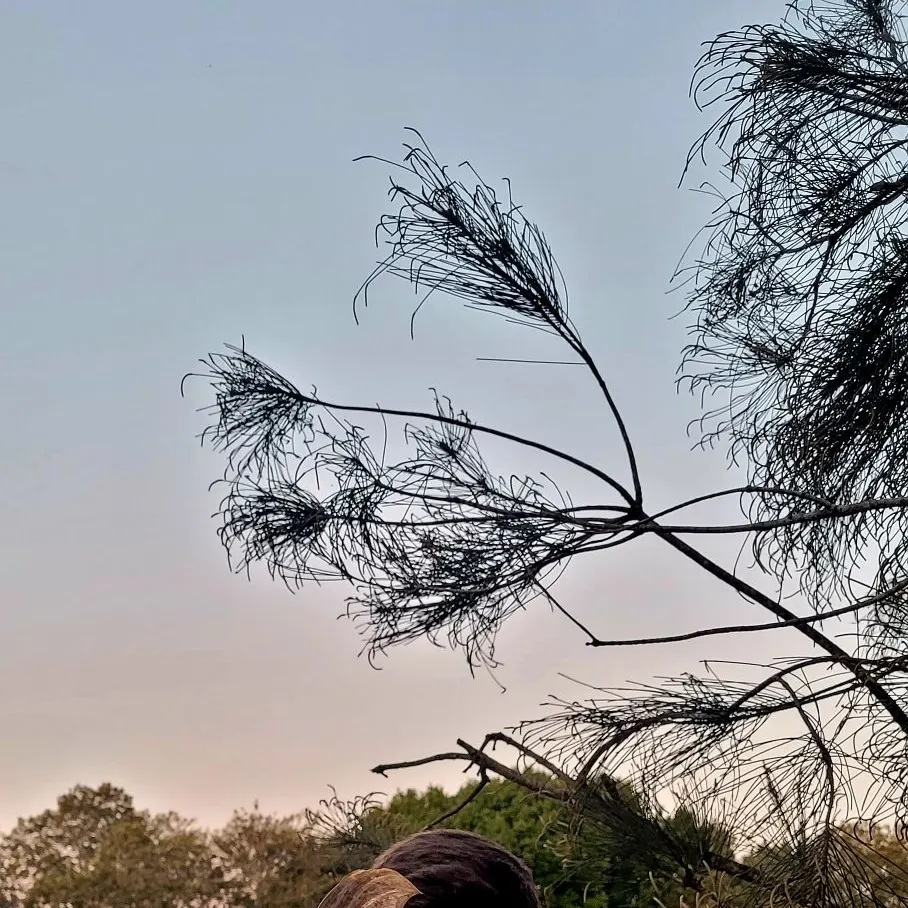 Dewfish caught on Fishbrain