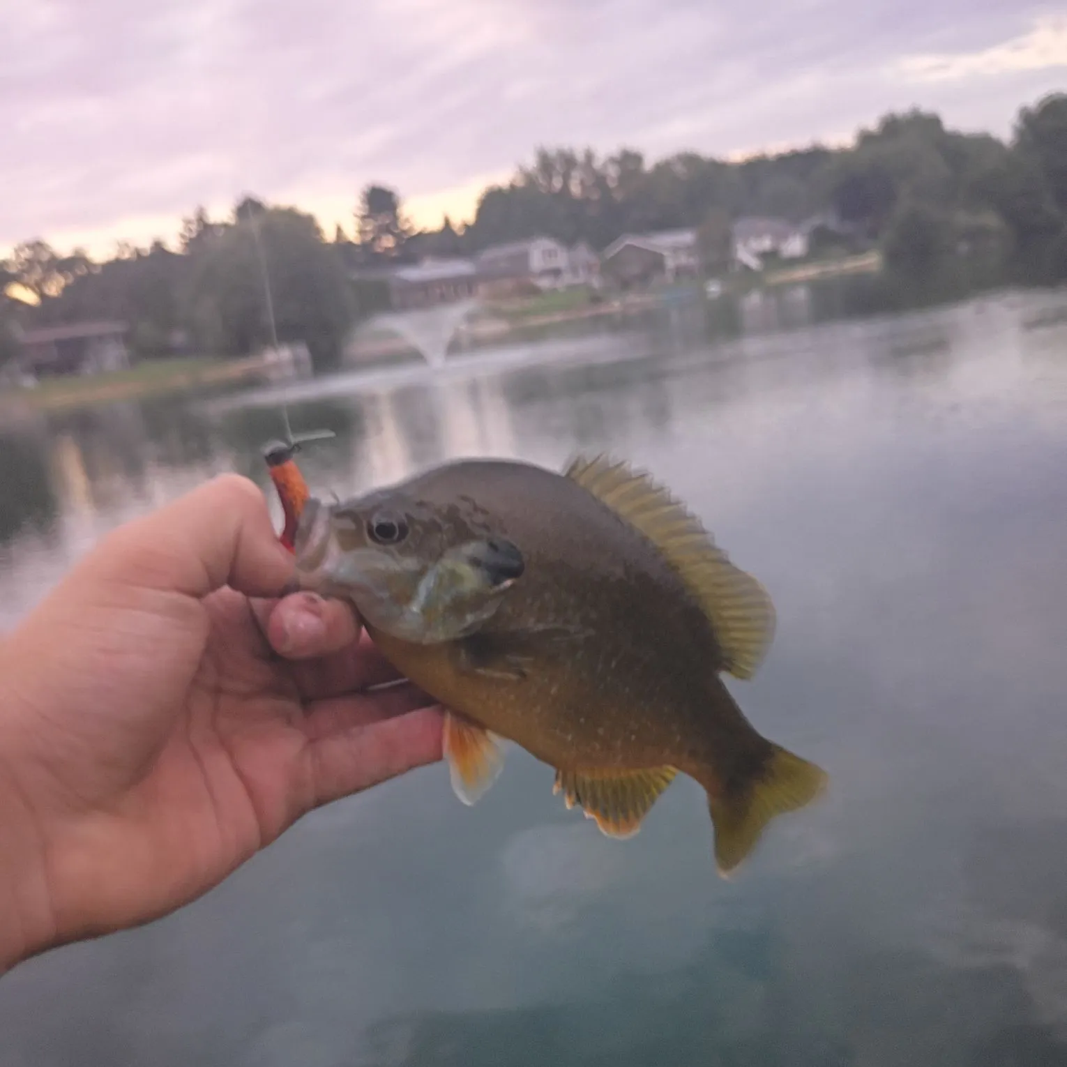Greengill hybrid caught on Fishbrain