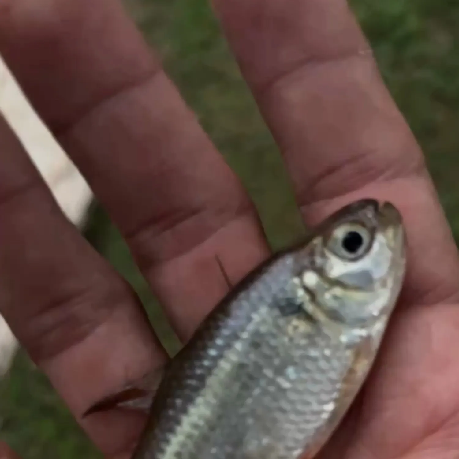 The most recent Mexican tetra catches on Fishbrain