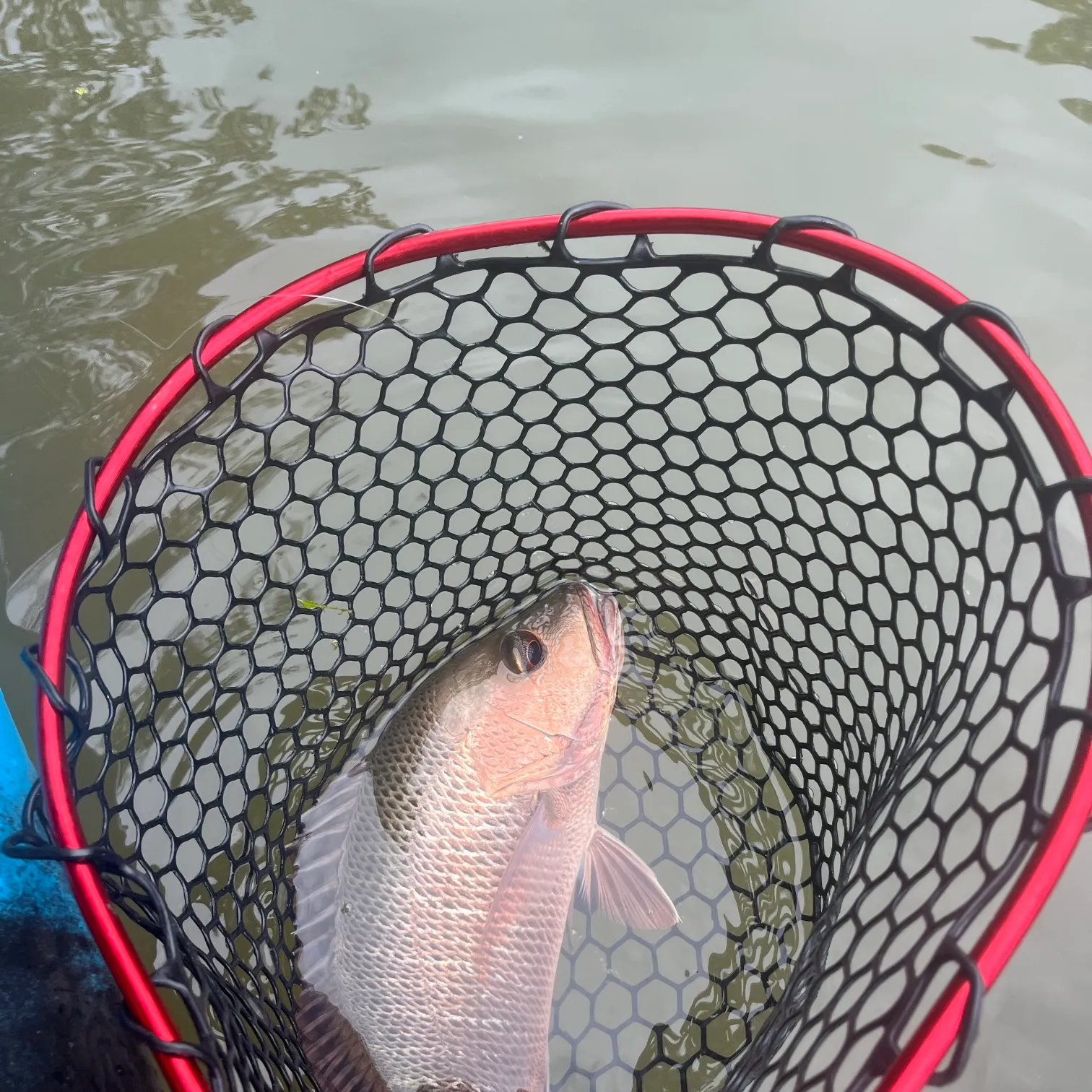 angler catch