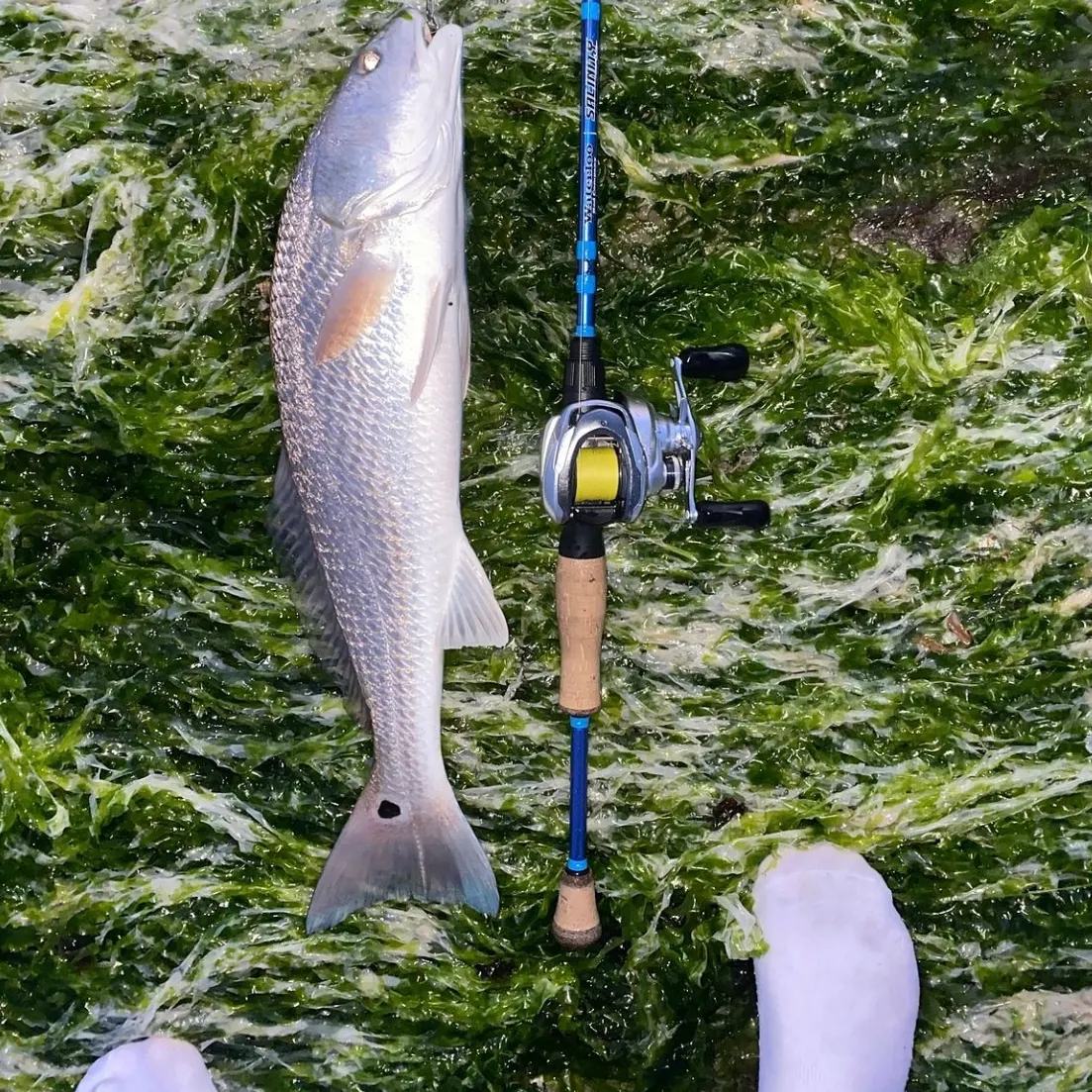 Red drum caught on Fishbrain