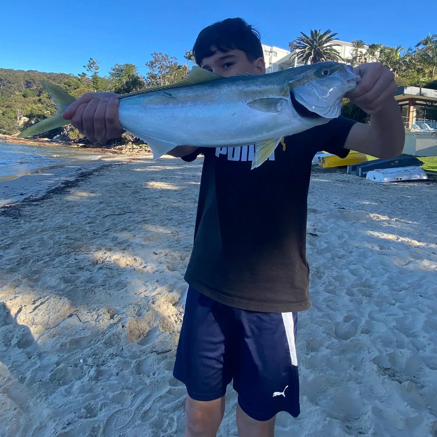 Southern yellowtail amberjack caught on Fishbrain