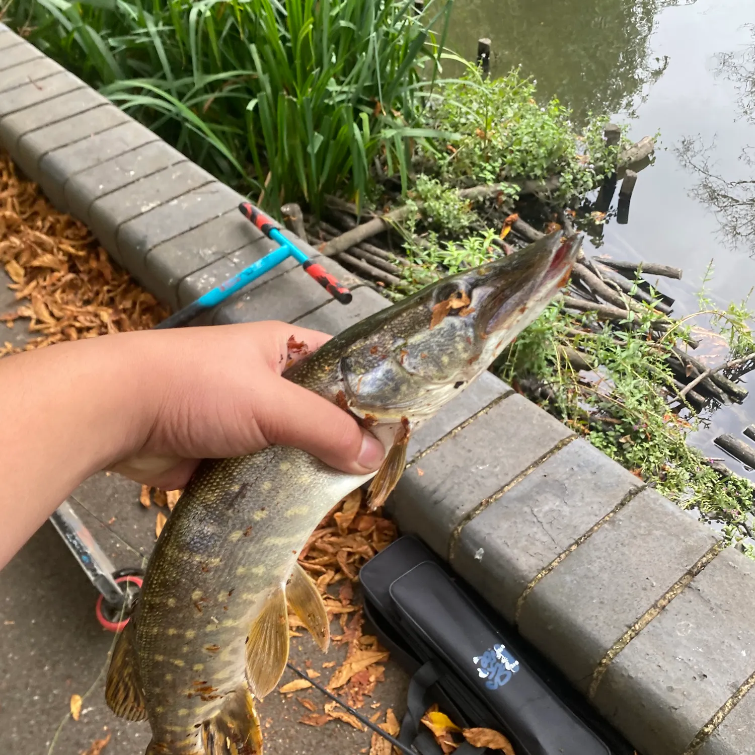 Northern pike caught on Fishbrain