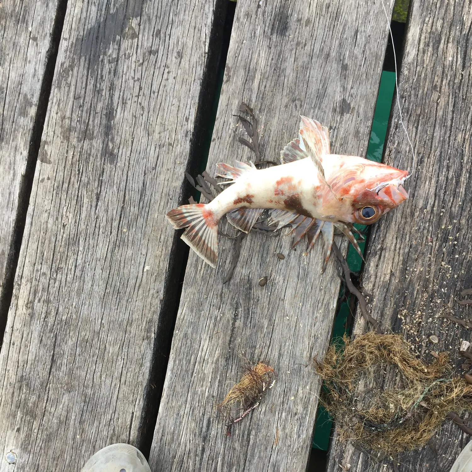 Common gurnard perch caught on Fishbrain