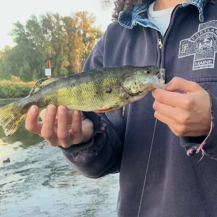 Yellow perch caught on Fishbrain