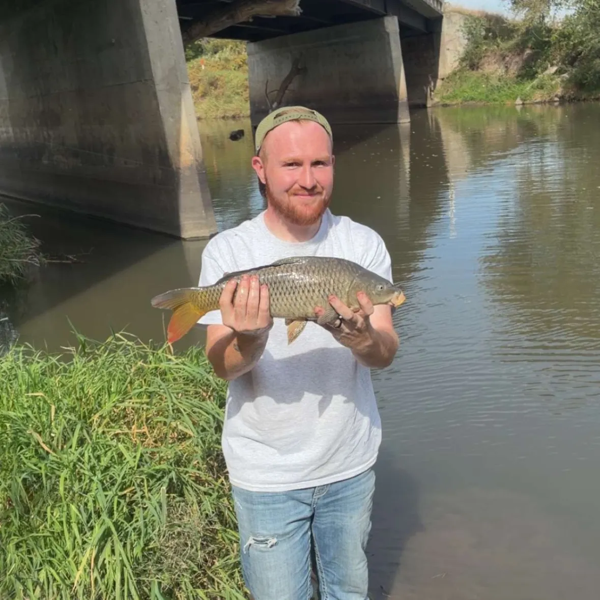 Common carp caught on Fishbrain