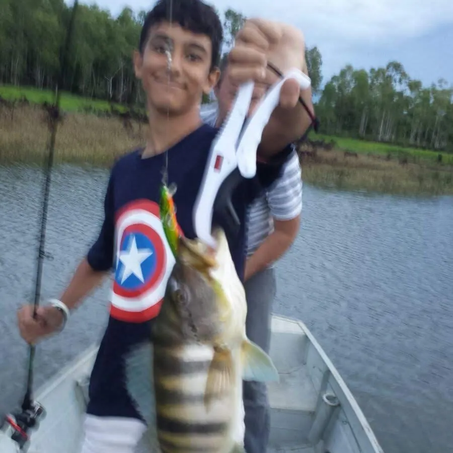 The most recent Blue peacock bass catches on Fishbrain