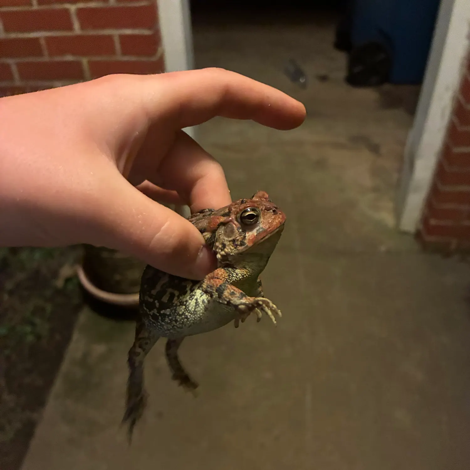 The most recent Pickerel frog catches on Fishbrain