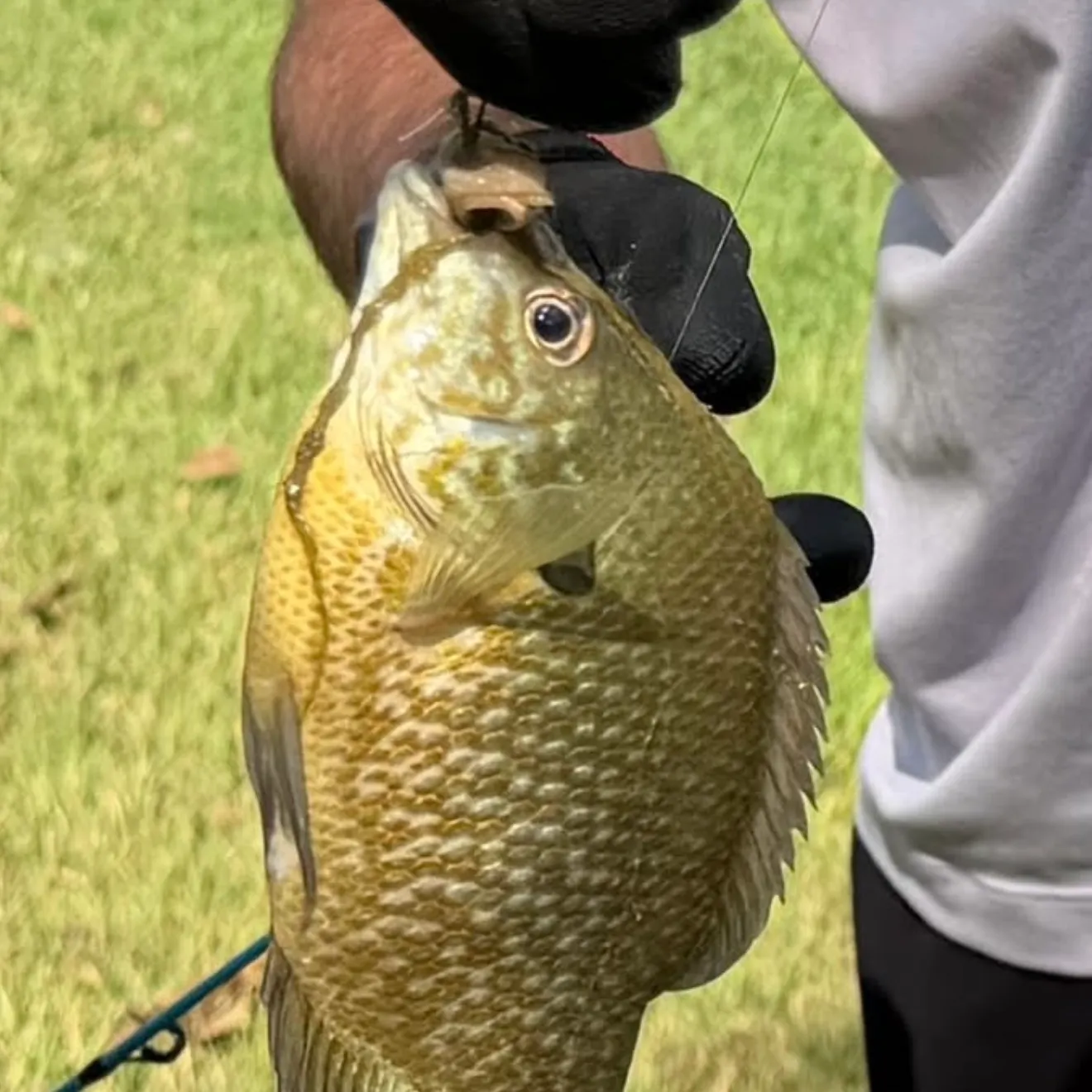 Greengill hybrid caught on Fishbrain