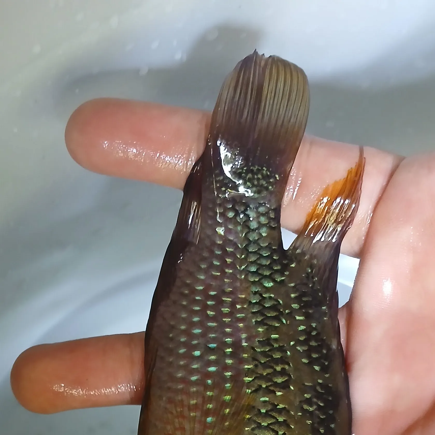 The most recent Jaguar cichlid catches on Fishbrain