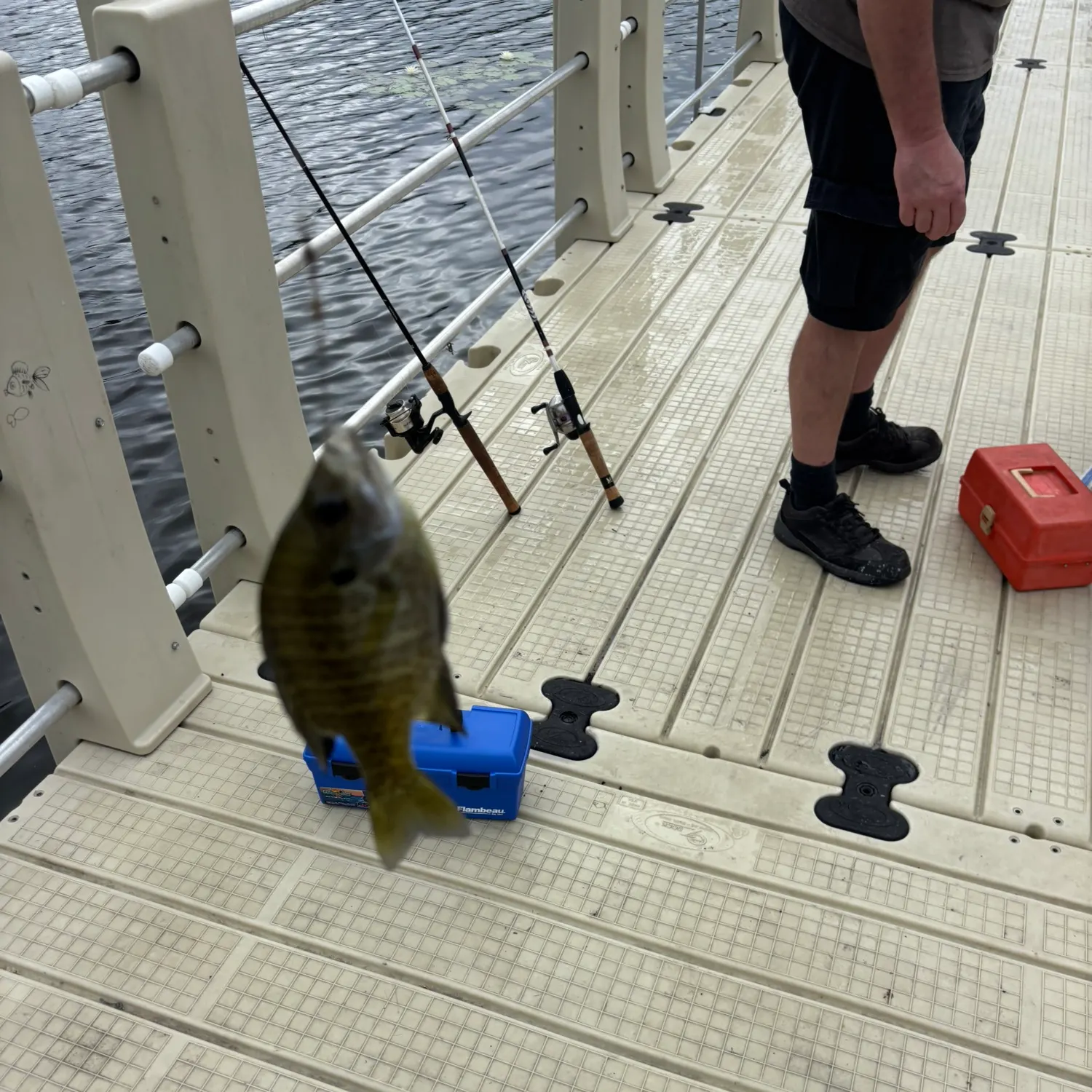 Bluegill caught on Fishbrain