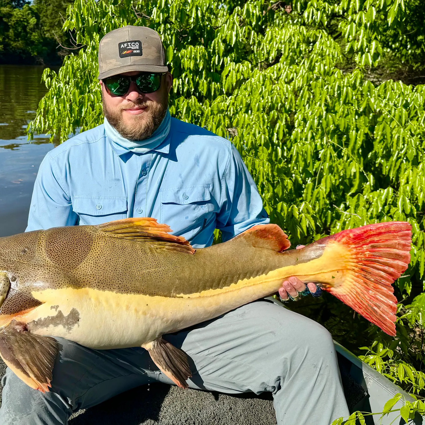 The most recent Redtail catfish catches on Fishbrain