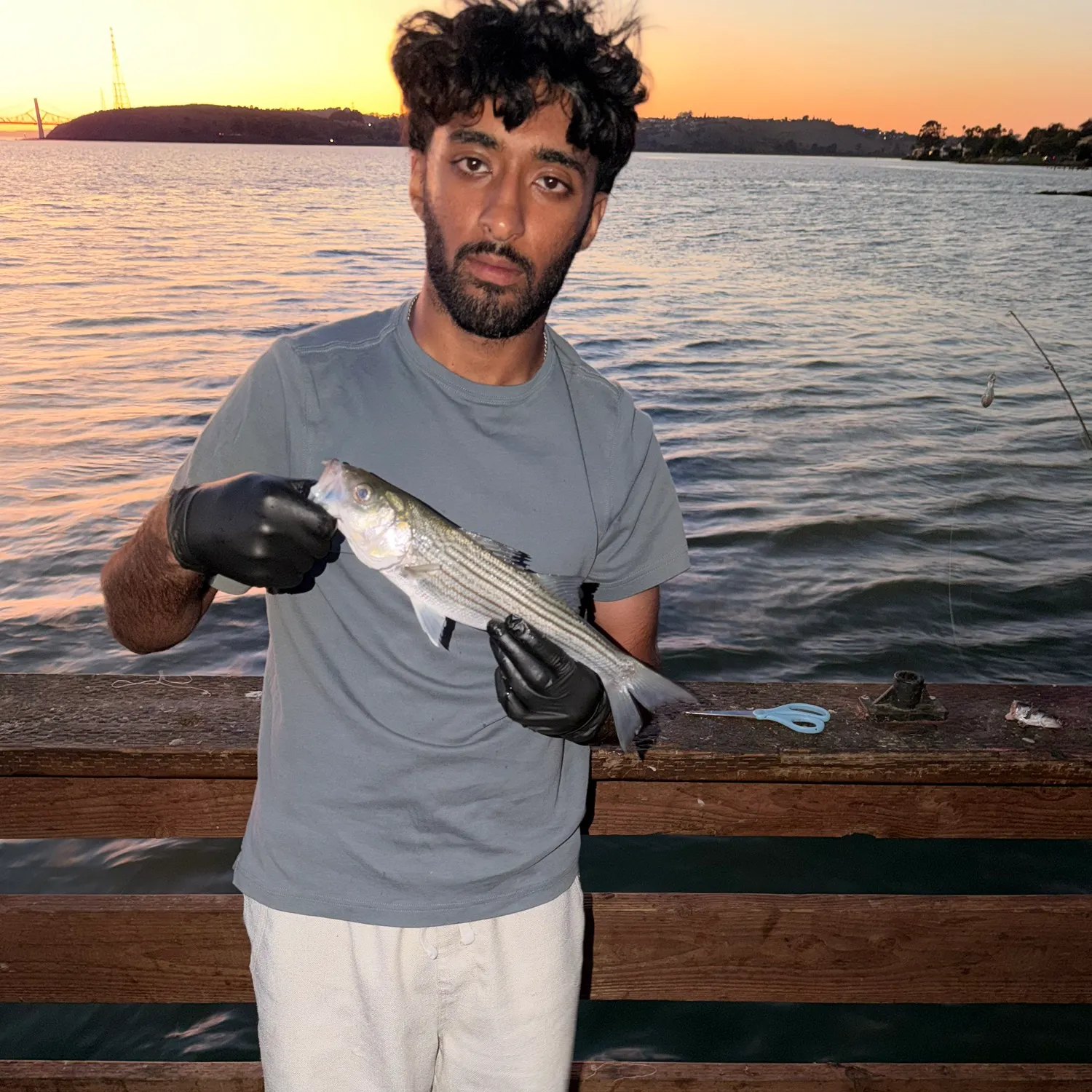 Striped bass caught on Fishbrain