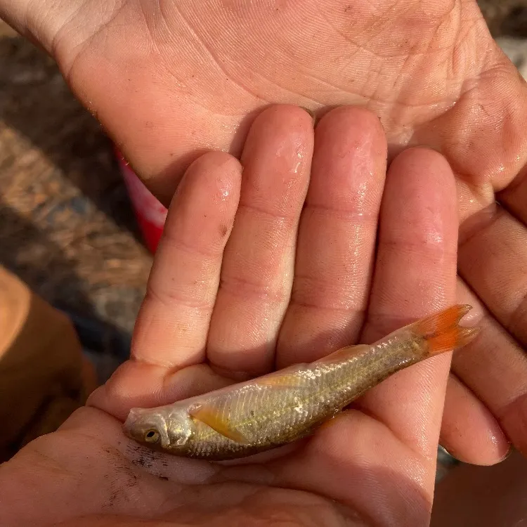 The most recent Golden redhorse catches on Fishbrain