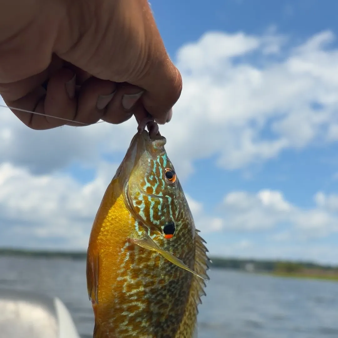The most recent Pumpkinseed catches on Fishbrain