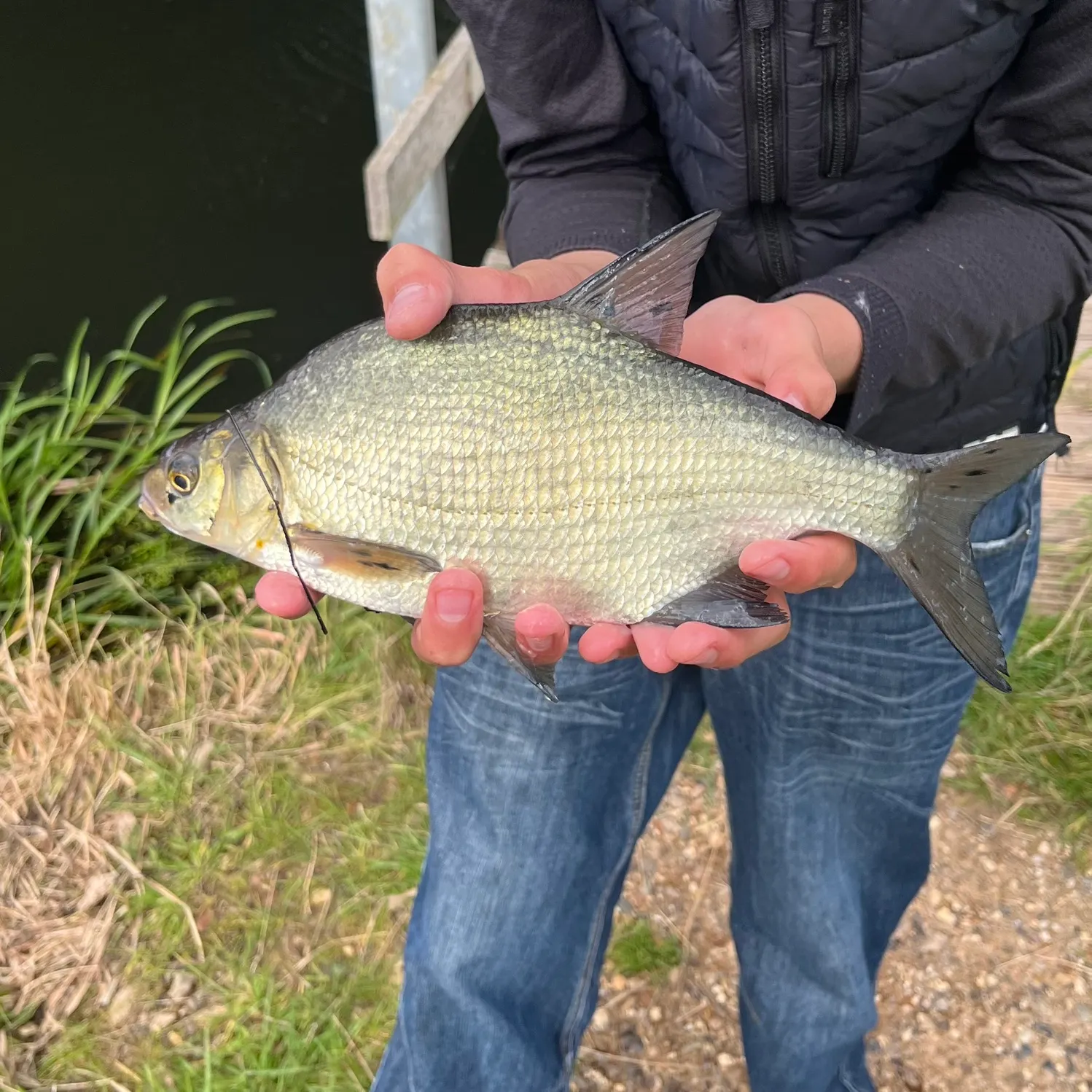 Common bream caught on Fishbrain