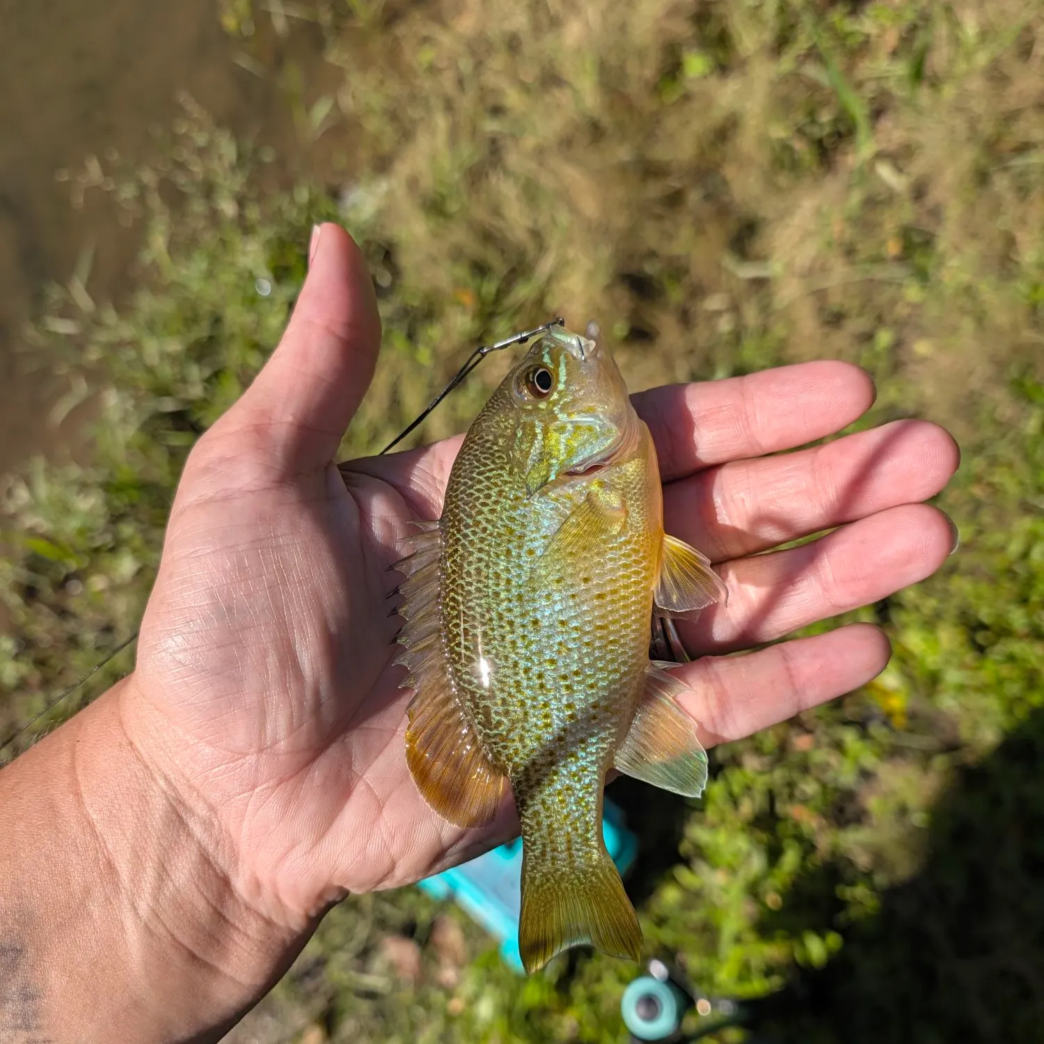Green sunfish caught on Fishbrain