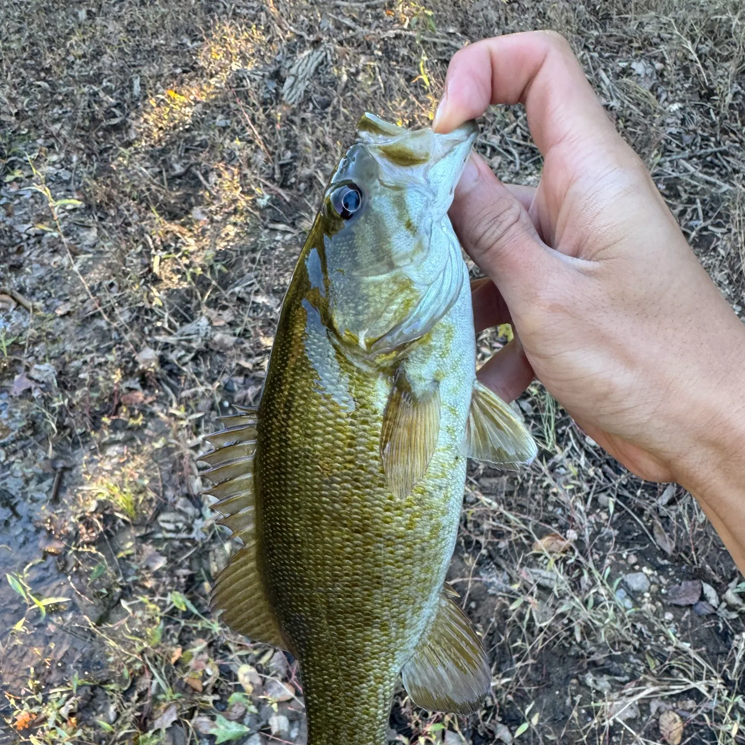 Smallmouth bass caught on Fishbrain