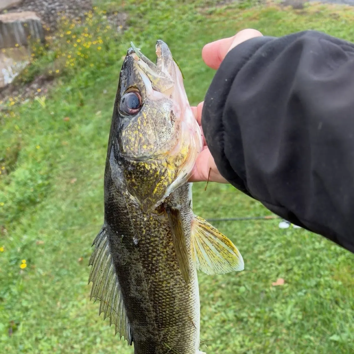 Walleye caught on Fishbrain