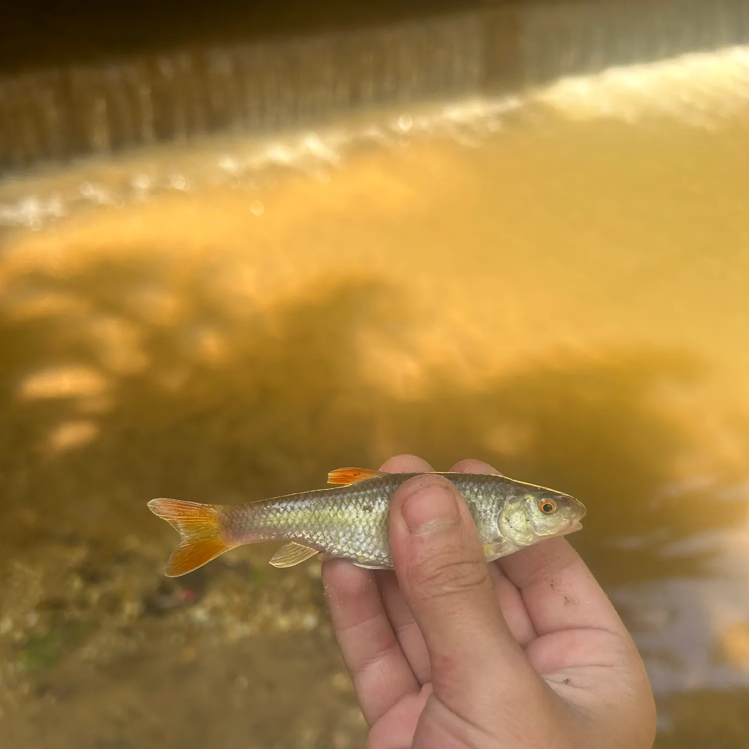 The most recent Redtail chub catches on Fishbrain