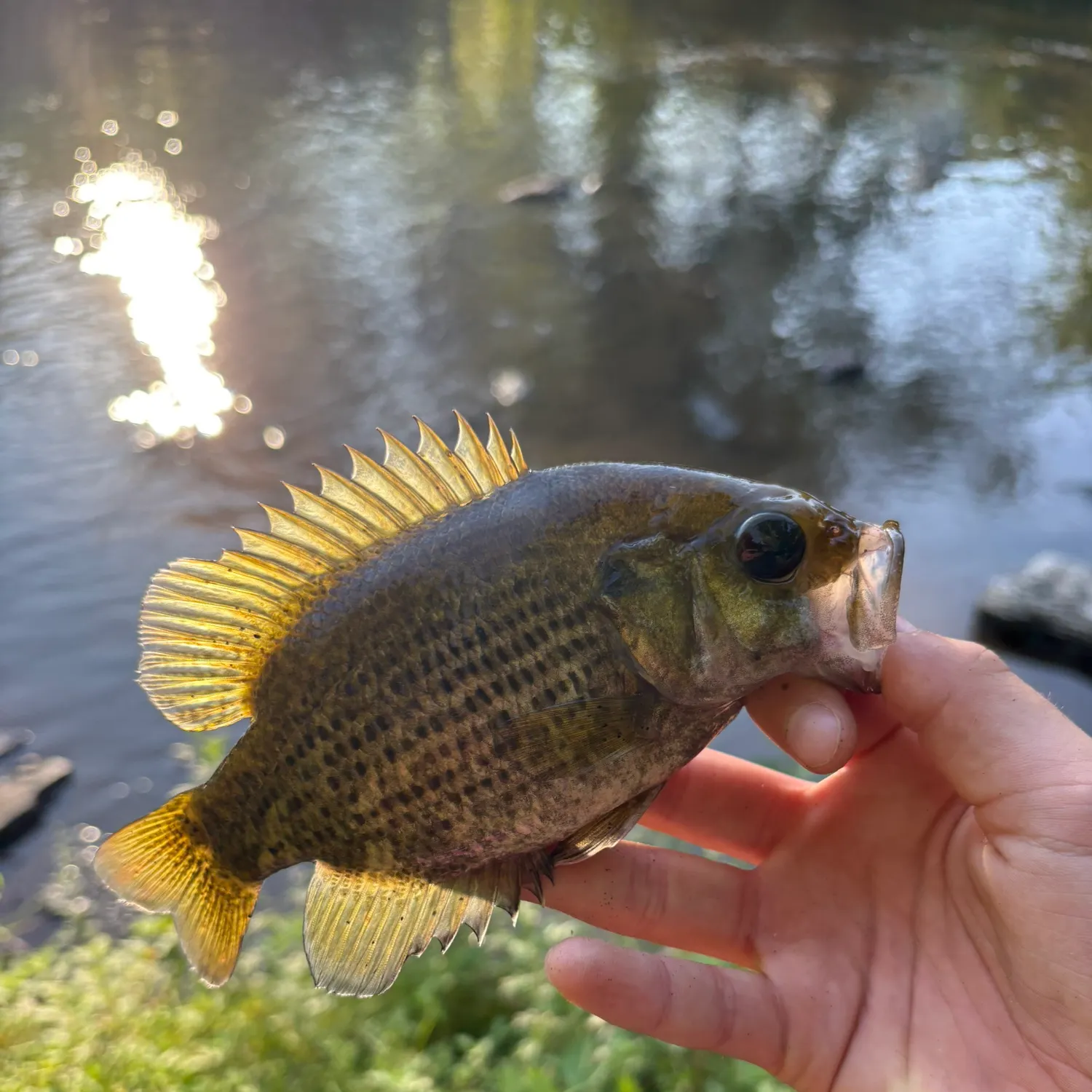 Rock bass caught on Fishbrain
