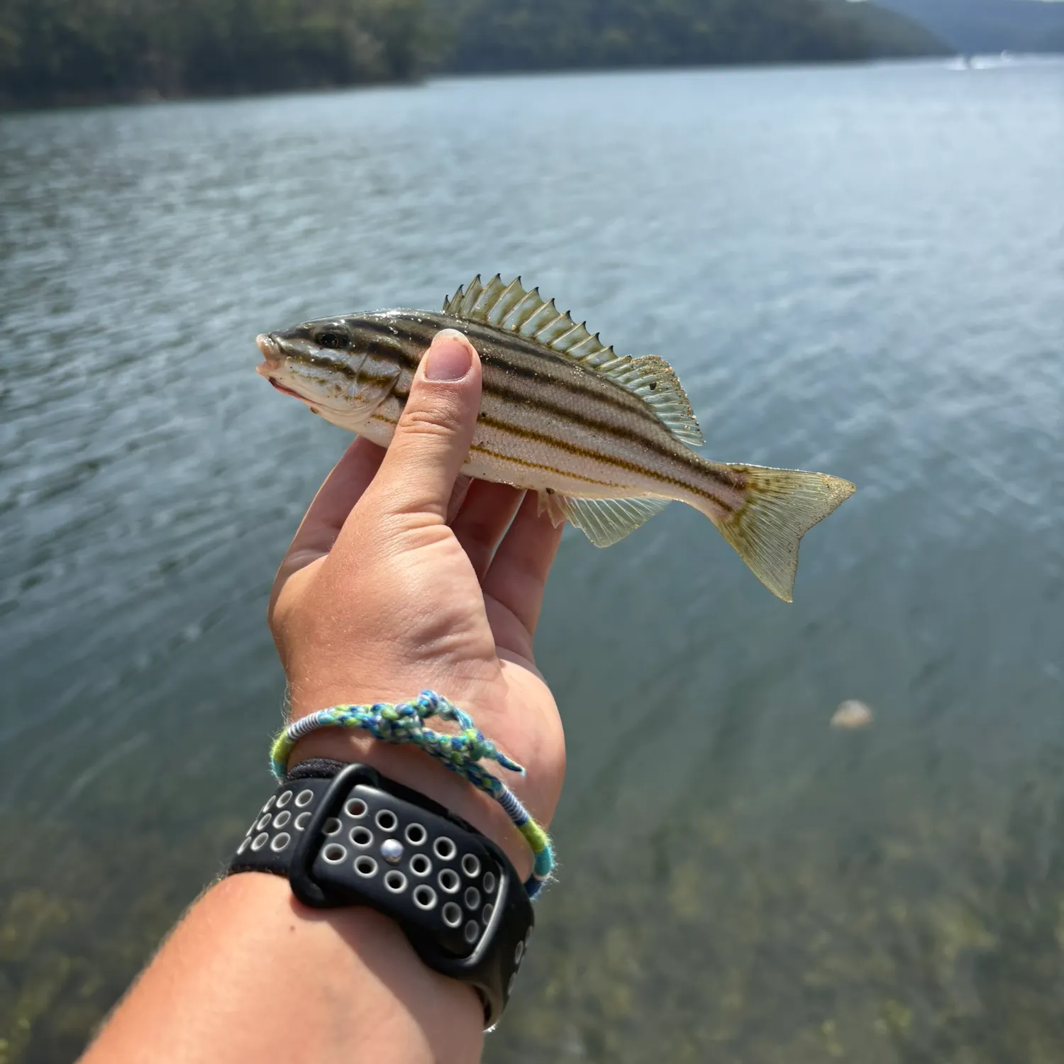 The most recent Eastern striped grunter catches on Fishbrain