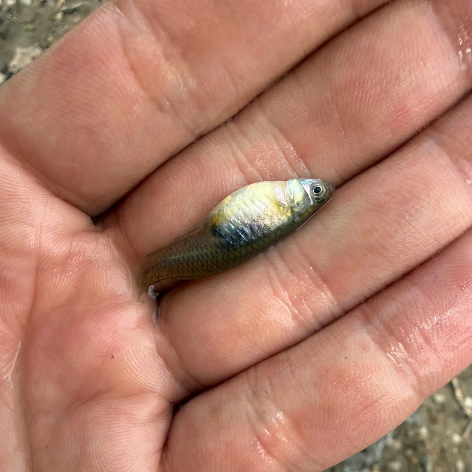 The most recent Western mosquitofish catches on Fishbrain