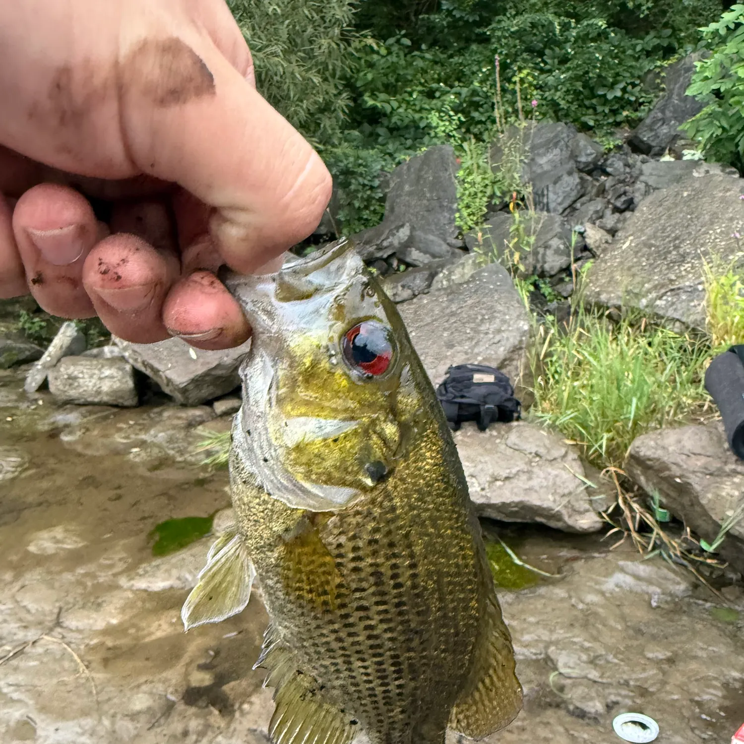 Rock bass caught on Fishbrain