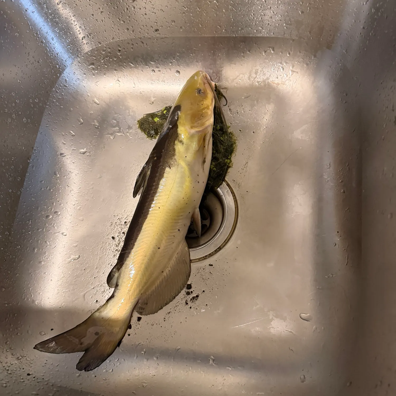 Channel catfish caught on Fishbrain