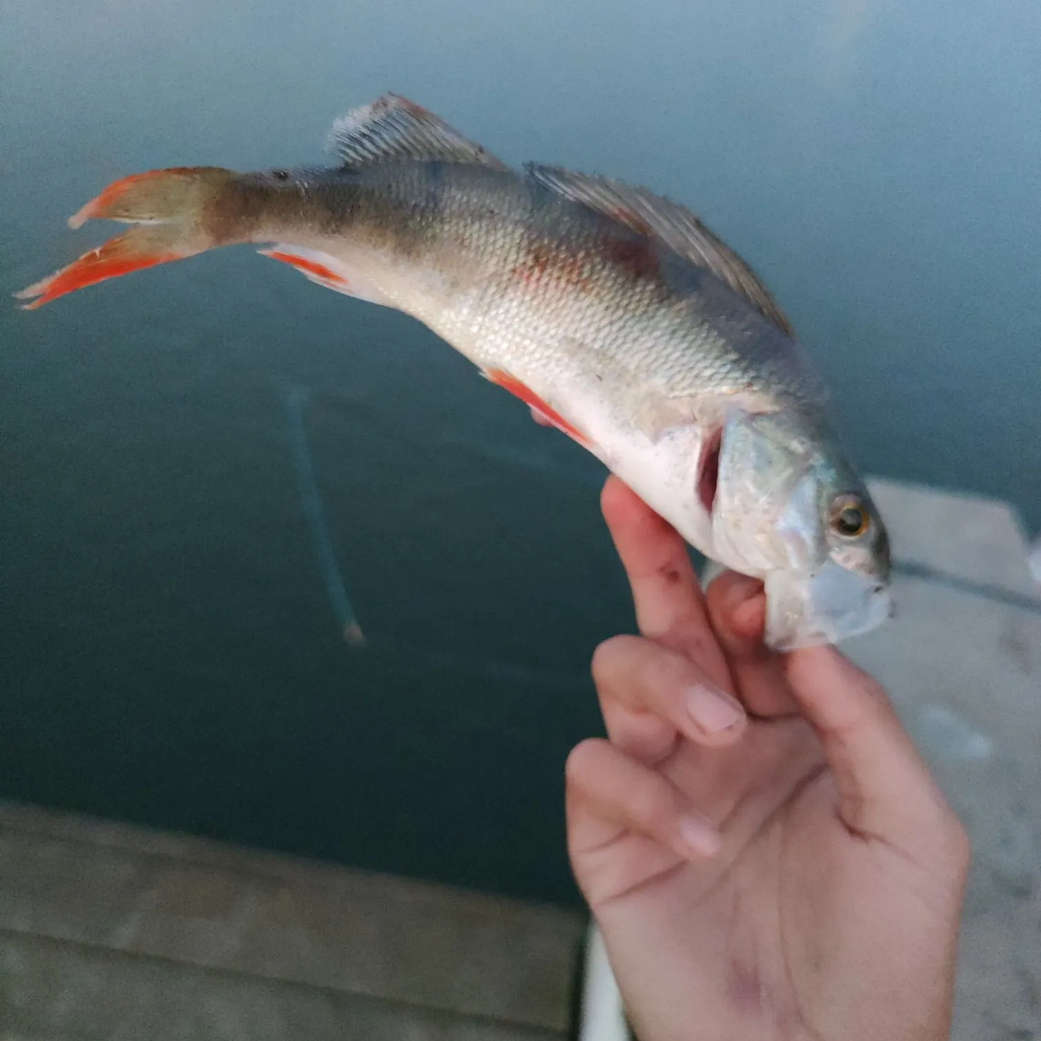 European perch caught on Fishbrain
